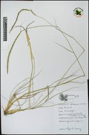 Image result for Enteropogon monostachyos