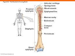 Related posts of long bone diagram labeled bone anatomy lecture. 6 The Skeletal System Ppt Download