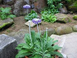 Image result for Primula capitata