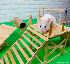 How to make popsicle stick house for rat, miniature hamster house, diy crafts ◇ donate me : Hamster Diy Explore Tumblr Posts And Blogs Tumgir