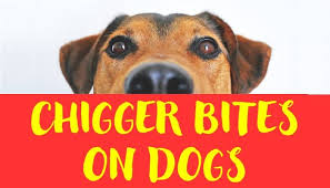 As soon as you notice the bites of chiggers, you need to go to the bathroom and get a hot shower. Chigger Bites On Dogs Identify Treatment Prevention Outmore