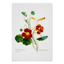 Tropaeolum Majus Nasturtium Poster Zazzle Com In 2020 Flower Prints Art Botanical Flower Art Nasturtium