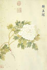 heirloom chinese tree peonies in 2021 peonies botanical illustration tree painting