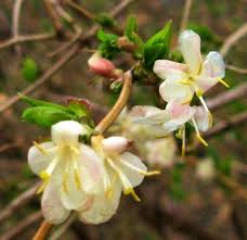 The aromatic flowers can be burned in the incense burner in blackthorn grove in ardenweald in order to summon a desiccated moth. Where To Find Flowers In Central Park In April Wanderwisdom