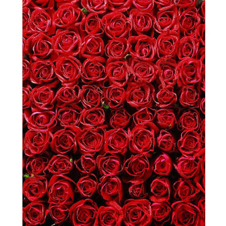 Bed of Roses Printed Backdrop | Backdrop Express Bed of Roses Printed  Backdrop | Backdrop Express