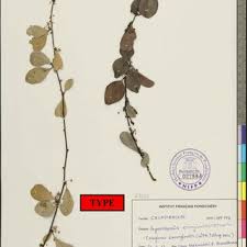 Image result for Gymnosporia maranguensis