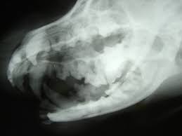 These are very simple tests with no preparation and should. Dental X Ray In Fresno Ca Bullard Marks Veterinary Medical Center