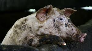 Since its identification in kenya in 1921, asfv has remained endemic in africa. African Swine Fever Boar With Virus Found In Demilitarised Zone Bbc News