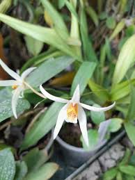 Image result for Sopubia mannii