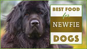 Explore 6 listings for black newfoundland puppies for sale at best prices. 10 Best Dog Food For Newfoundlands In 2021