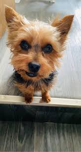 Who let's their baby sleep with them? Milo loves to cuddle into the neck,  lol. At times, there is a random paw in the face, as well as hair in the  nose