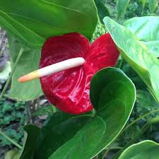 Image result for Araceae