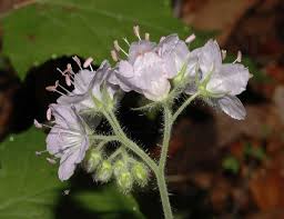 Image result for Hydrophyllaceae