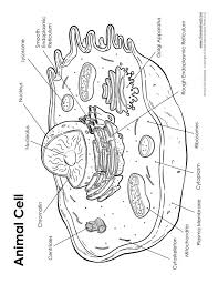 Animal cell coloring page labeled. Animal Cell Drawing Animal Cells Worksheet Animal Cell Project