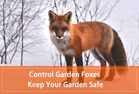 Tell me in the comments. How To Control Garden Foxes And Keep Your Garden Safe Pest Wiki