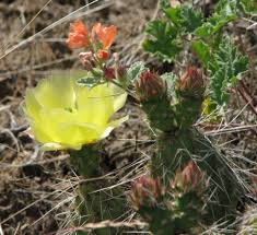 For example, i never knew what kind of a. Idaho Native Plant Society Protecting Understanding Our Native Flora