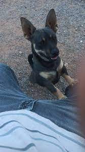 Lost Dog in Arizona: Owner Searching for Stolen Pet