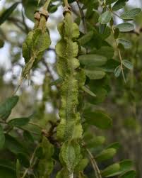 Image result for Persicaria madagascariensis