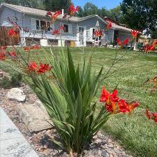 Image result for Hermannia floribunda