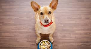 Buy products from suppliers around the world and increase your sales. Recall Alert Freeze Dried Dog Food Recalled Due To Possible Salmonella Proud Dog Mom