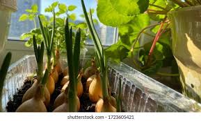 Japanese Spring Onion Local Market Stock Photo 1507010234 Shutterstock