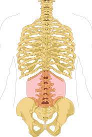 Behind them there are the right and left kidneys at the back. Low Back Pain Wikipedia
