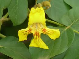 Image result for Markhamia obtusifolia