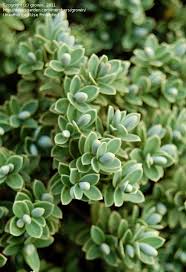 Image result for shrubby veronica hebe