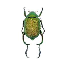 Image result for Chrysochloa