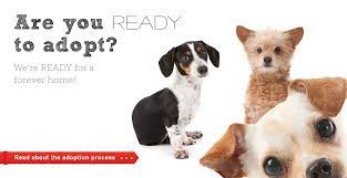 Second chance animal services would like to introduce you to some of our adoption center policies. Second Chance Dog Rescue San Diego