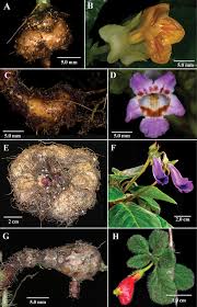 Image result for Gesneriaceae