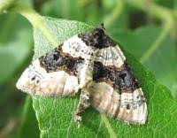 Image result for Cosmorhoe ocellata