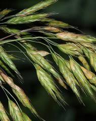 Image result for Hydrothauma manicatum