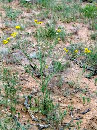 Image result for Nidorella resedifolia