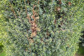 Image result for kabatina thujae