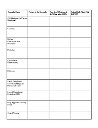 Cell Organelle Chart By Lisa Rezash Teachers Pay Teachers