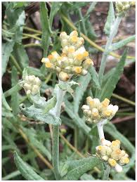 Image result for Pseudognaphalium luteo-album