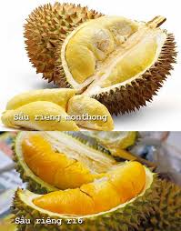 Quả sầu riêng được nhiều người ở đông nam á xem như là vua. Sáº§u Rieng Ri6 Va Sáº§u Rieng Monthong Co Gi Khac Biá»‡t Websosanh Vn