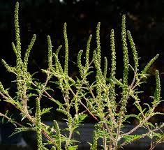 L'ambroisie est un genre de plantes à fleurs annuelles et pérennes de la famille des asteraceae. Morphologie Biologie Ecologie Sachez La Reconnaitre Ministere Des Solidarites Et De La Sante