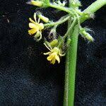 Image result for Triumfetta annua