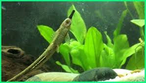 6 Jenis Ikan Pembersih Kaca Lumut Alga Dan Kotoran Di Aquarium Dunia Fauna Hewan Binatang Tumbuhan Ikan Aquarium Aquarium Ikan