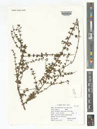 Image result for Tinnea coerulea