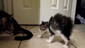 As cats are solitary by nature, they are not happy when they have to share their space. Introducing A Kitten To An Older Cat Youtube