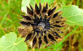 Image result for Inversodicraea