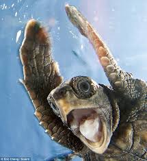 After he ventures into the open sea, despite his father's constant warnings about many of the ocean's dangers. Delighted Baby Turtle Smiles As His Released Into The Ocean For The First Time Daily Mail Online