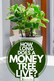 We did not find results for: How Long Does A Money Tree Live Garden Tabs