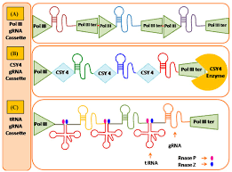Ijms Free Full Text Genome Editing In Cereals Approaches Applications And Challenges Html