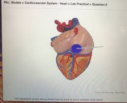 Solved Klab 23 Assignment Pal Models Cardiovascular Chegg Com