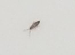 Check spelling or type a new query. Identifying A Tiny Bug Thriftyfun