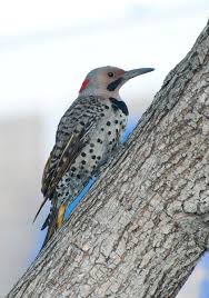 All northern flickers are pale buffy white to rich buff below with black spotting and have brown to the flight feathers and underwing linings are golden yellow. A Flicker Of Fashion Stalberttoday Ca